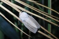 Acronicta albovenosa
