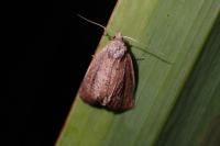 Coenobia rufa