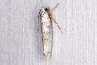 Yponomeuta