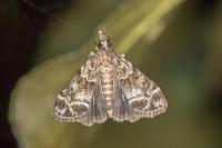 Eudonia mercurella