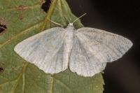 Cabera exanthemata