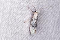 Yponomeuta