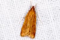 Helcystogramma
