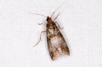 Acrobasis advenella