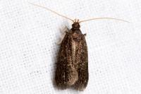 Homaloxestis briantiella