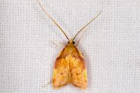 Carcina quercana