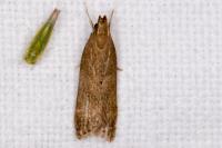 Helcystogramma lutatella