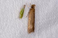 Helcystogramma lutatella