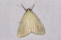 Sitochroa palealis