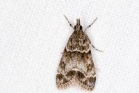 Eudonia mercurella