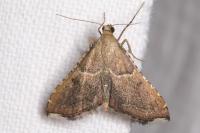 Endotricha flammealis