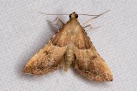 Endotricha flammealis
