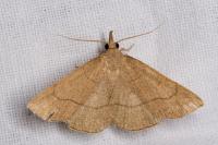 Paracolax tristalis