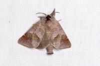 Clostera pigra