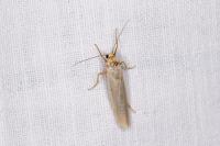 Manulea complana