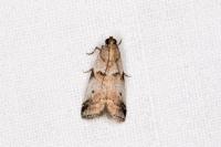 Acrobasis fallouella
