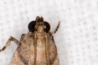 Acrobasis fallouella