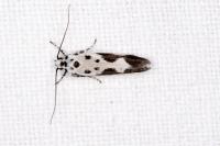 Ethmia quadrillella