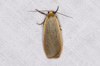 Collita griseola