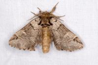 Drymonia obliterata