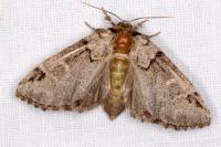 Drymonia obliterata