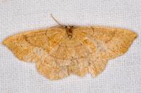 Cyclophora ruficiliaria