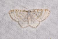Asthena albulata