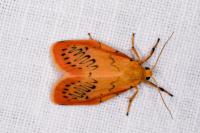 Miltochrista miniata