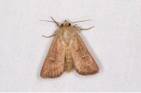 Mythimna ferrago