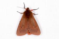 Phragmatobia fuliginosa