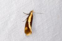 Harpella forficella