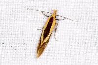Harpella forficella
