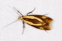 Harpella forficella