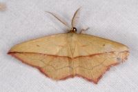 Timandra comae