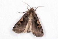 Xestia c-nigrum