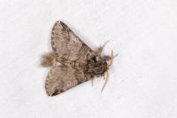 Thaumetopoea pityocampa