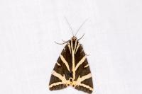 Euplagia quadripunctaria