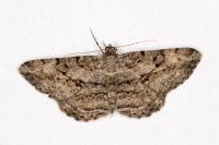 Peribatodes rhomboidaria