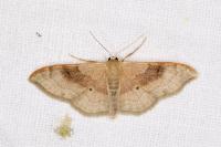 Idaea degeneraria
