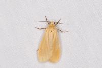 Wittia sororcula