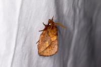 Euthrix potatoria