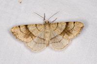 Adactylotis contaminaria