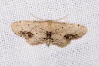 Idaea dimidiata