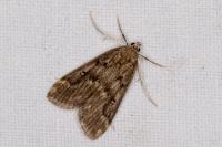 Parapoynx stratiotata
