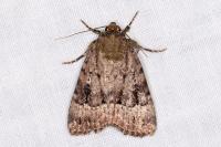 Amphipyra pyramidea