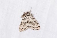 Lymantria monacha