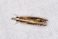 Catoptria verellus