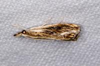 Catoptria verellus