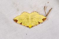 Opisthograptis luteolata