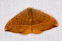 Watsonalla binaria